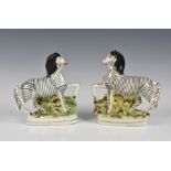 A pair of Victorian Staffordshire flatback Zebras standing facing left and right on oval gilt