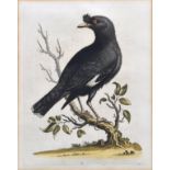 After George Edwards (British, 1694-1773) six ornithological engravings with hand colouring from