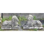 A pair of weathered composite stone recumbent lions, on rectangular bases, base length 23½in. (59.
