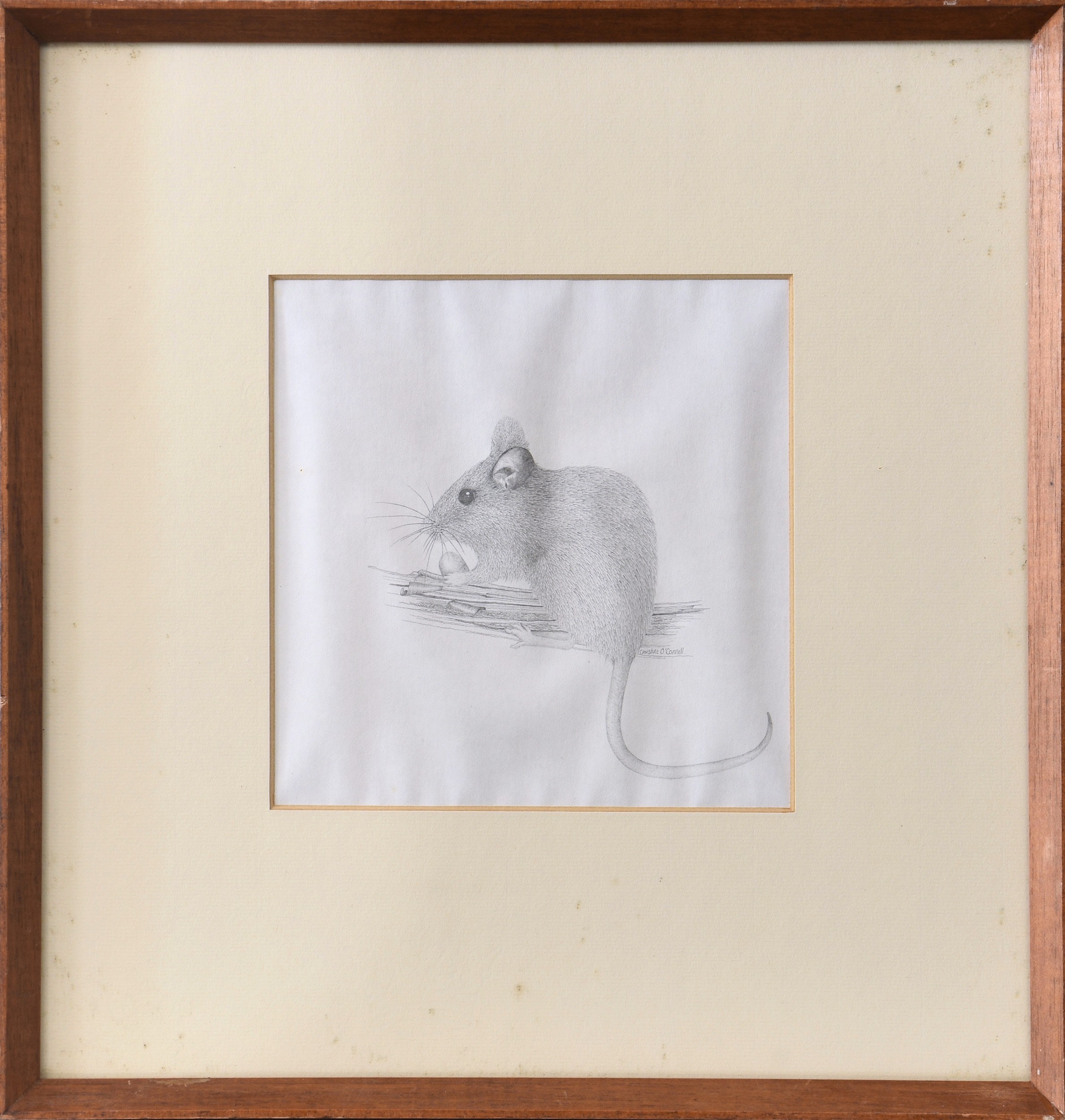 Christine O'Connell (late 20th century), "Doormouse", pencil, signed in pencil centre right, framed, - Image 2 of 3