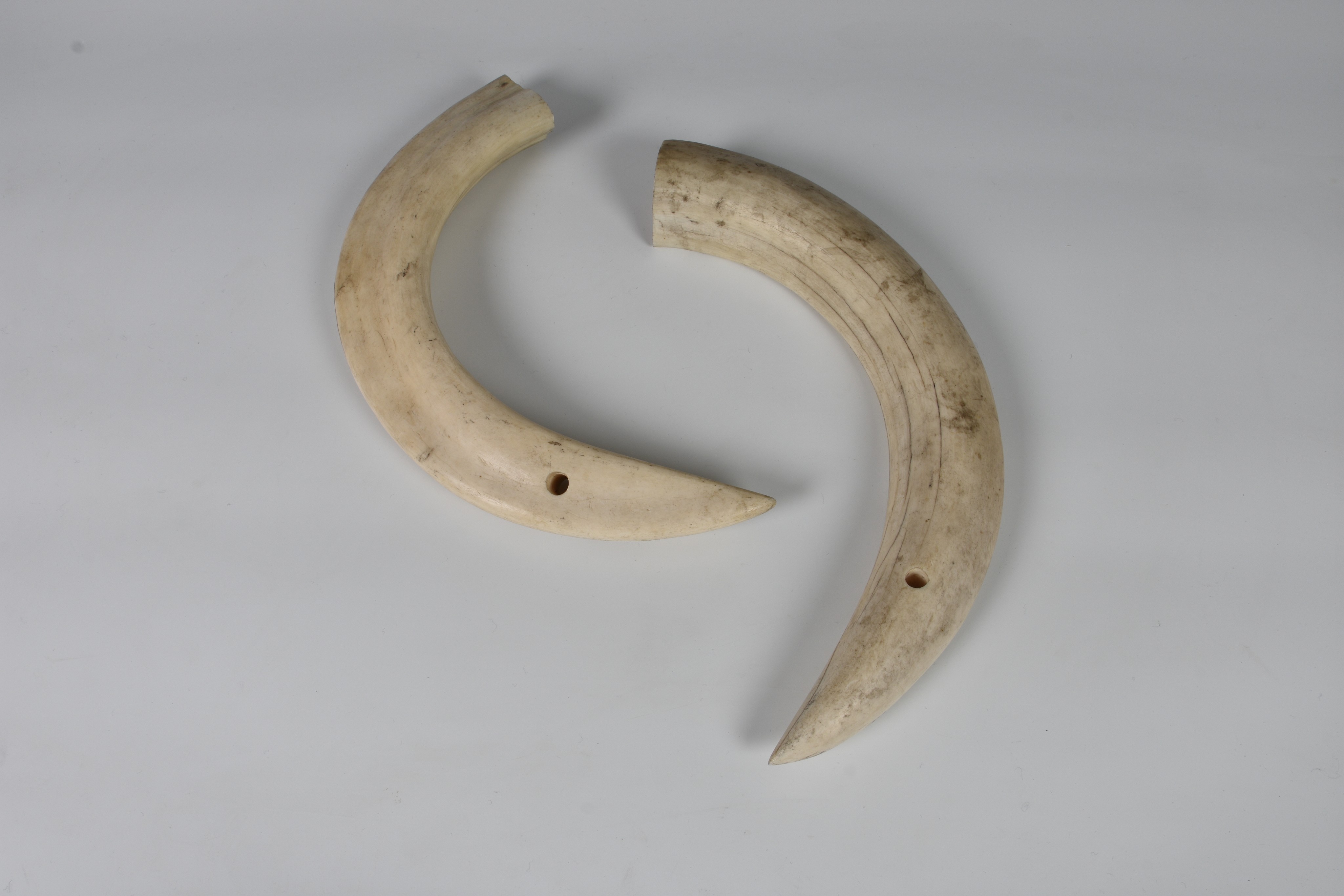 Natural History: Hippopotamus tusk / teeth (Hippopotamus amphibius), set of four, two upper & two - Image 2 of 2