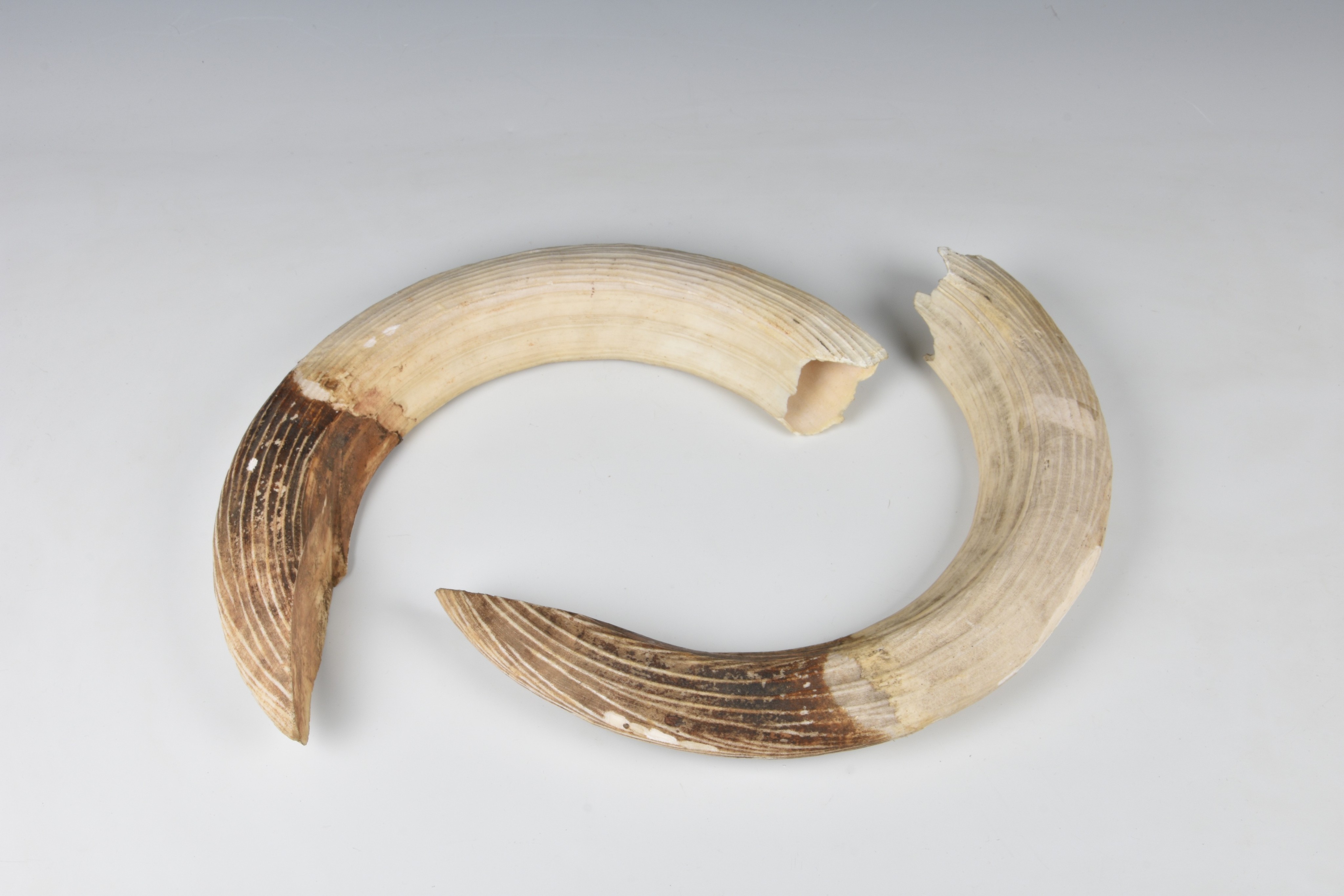 Natural History: Hippopotamus tusk / teeth (Hippopotamus amphibius), set of four, two upper & two