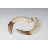 Natural History: Hippopotamus tusk / teeth (Hippopotamus amphibius), set of four, two upper & two