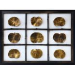 An unusual framed leaf sculptural collage, with nine gilded metal or bronze water lily leaves within