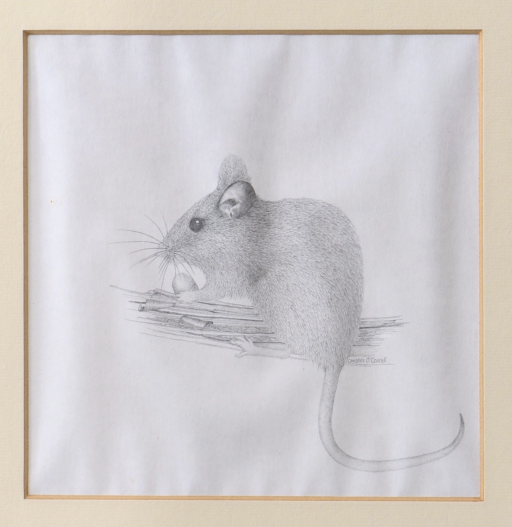 Christine O'Connell (late 20th century), "Doormouse", pencil, signed in pencil centre right, framed,