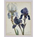 William John Caparne (British, 1855-1940), Study of the Intermediate Bearded Irises 'Dorothea'