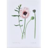 Susan Ogilvy (British, b.1948), "Oriental Poppy", watercolour, signed and dated 1994, titled to