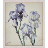 William John Caparne (British, 1855-1940), Study of the Bearded Iris 'Circassian', watercolour,