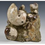 An ammonite fossil block with multiple specimens, 14 x 15in. (35.5 x 38.1cm.).