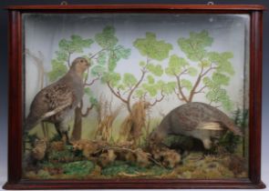 Taxidermy - The Partridge Family (Grey Partridge, Perdix Perdix)