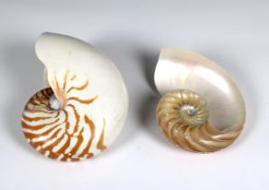 A pair of nautilus shells