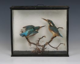 Taxidermy - Cased European Kingfisher pair (Alcedo athis)