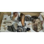 A selection of fossils including shelled animals in stone, sharks teeth etc