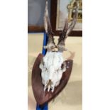 A skull and antlers of a small deer