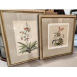 A pair of botanical studies, framed and glazed and a print "The Strand"