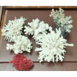 A selection of various pieces of coral