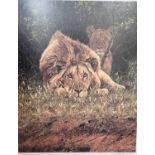 After Stephen Combes: signed limited edition print of Lion and lioness in the bush, 57x46cm framed