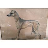 S Lings, British 20th Century:  a conté crayon drawing of a greyhound, signed, 36 x 49cm, framed