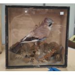 A vintage Taxidermy cased Jay on branch