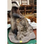 A taxidermy figure of a Badger seated upright by a tree stump ht. 68cm
