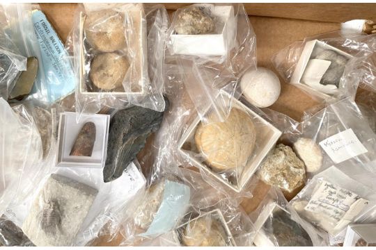 A collection of fossils, mainly with identification. - Image 7 of 7