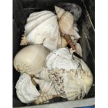 A collection of large conch shells and other shells