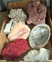 A quantity of coral pieces etc.