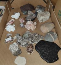 A selection of various shells, rocks, minerals etc