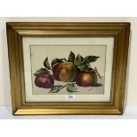 GEORGE STINTON. BRITISH 19TH CENTURY Still life of apples. Signed. Watercolour 8' x 11'