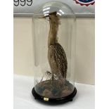 Vintage Taxidermy. A bittern, the bird standing on a naturalistic base under a glass dome. 32' high