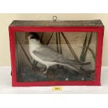 Vintage Taxidermy. A cased sea swallow, the bird mounted on a rocky ground. Inscribed verso and