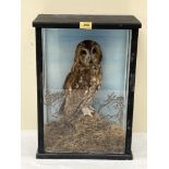 Vintage Taxidermy. A cased owl, the bird mounted on a mossy stump with painted backdrop. 19½' high