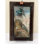 Vintage Taxidermy. Two kingfishers, one in flight, the other on a rocky outcrop. Painted backdrop.