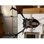 Vintage Taxidermy. A mounted stag head with five point antlers. Bears label verso for T. Jones,