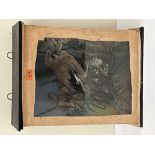 Vintage Taxidermy. A jay mounted on a branch with foliage and painted backdrop. The case 18' high