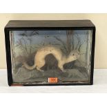 A Vintage Taxidermy. A stoat in naturalistic setting with painted backdrop. Old label for H.C.