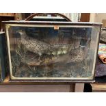 Vintage Taxidermy. A cock and hen pheasant in a naturalistic setting with painted backdrop. The case