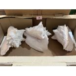 Three giant conch shells, 9' long approx.