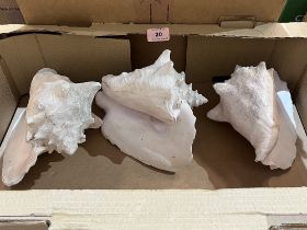 Three giant conch shells, 9' long approx.