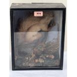 Vintage Taxidermy. A red squirrel mounted on a branch with painted backdrop. The case 12' high. A.