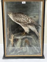 Vintage Taxidermy. A cased buzzard, the bird mounted on a rocky outcrop before a painted backdrop.