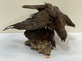 Vintage Taxidermy. A Spanish eagle and prey. Bears stamp of Antonio Vela. Morales to underside.