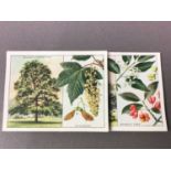 COLLECTION OF CIGARETTE CARDS