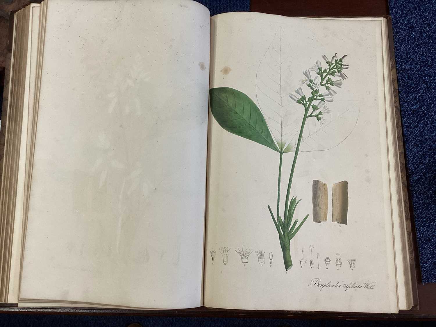 A RARE COMPLETE SET OF NEES VON ESENBECK'S ICONES PLANTARUM MEDICINALIUM - Image 27 of 39