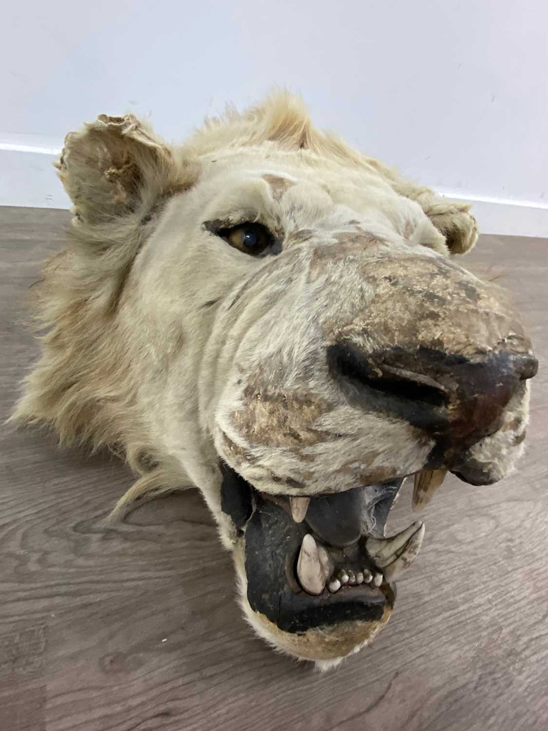 A TAXIDERMY LION HEAD IN THE MANNER OF ROWLAND WARD - Image 5 of 5