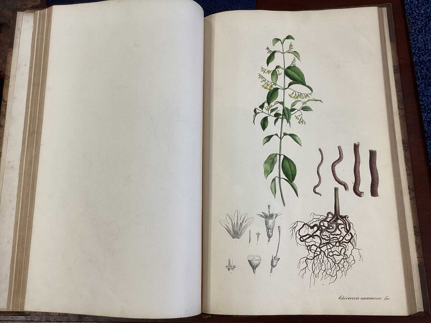 A RARE COMPLETE SET OF NEES VON ESENBECK'S ICONES PLANTARUM MEDICINALIUM - Image 37 of 39