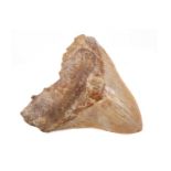 A LARGE MEGALODON SHARK TOOTH