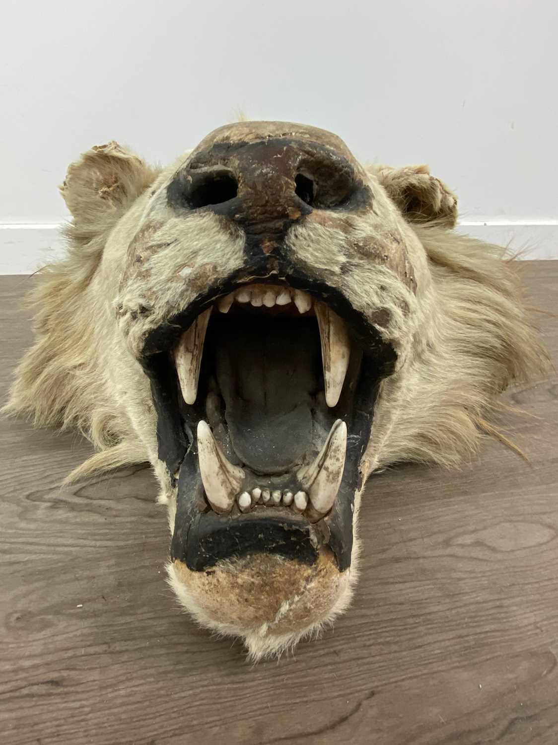 A TAXIDERMY LION HEAD IN THE MANNER OF ROWLAND WARD - Image 2 of 5