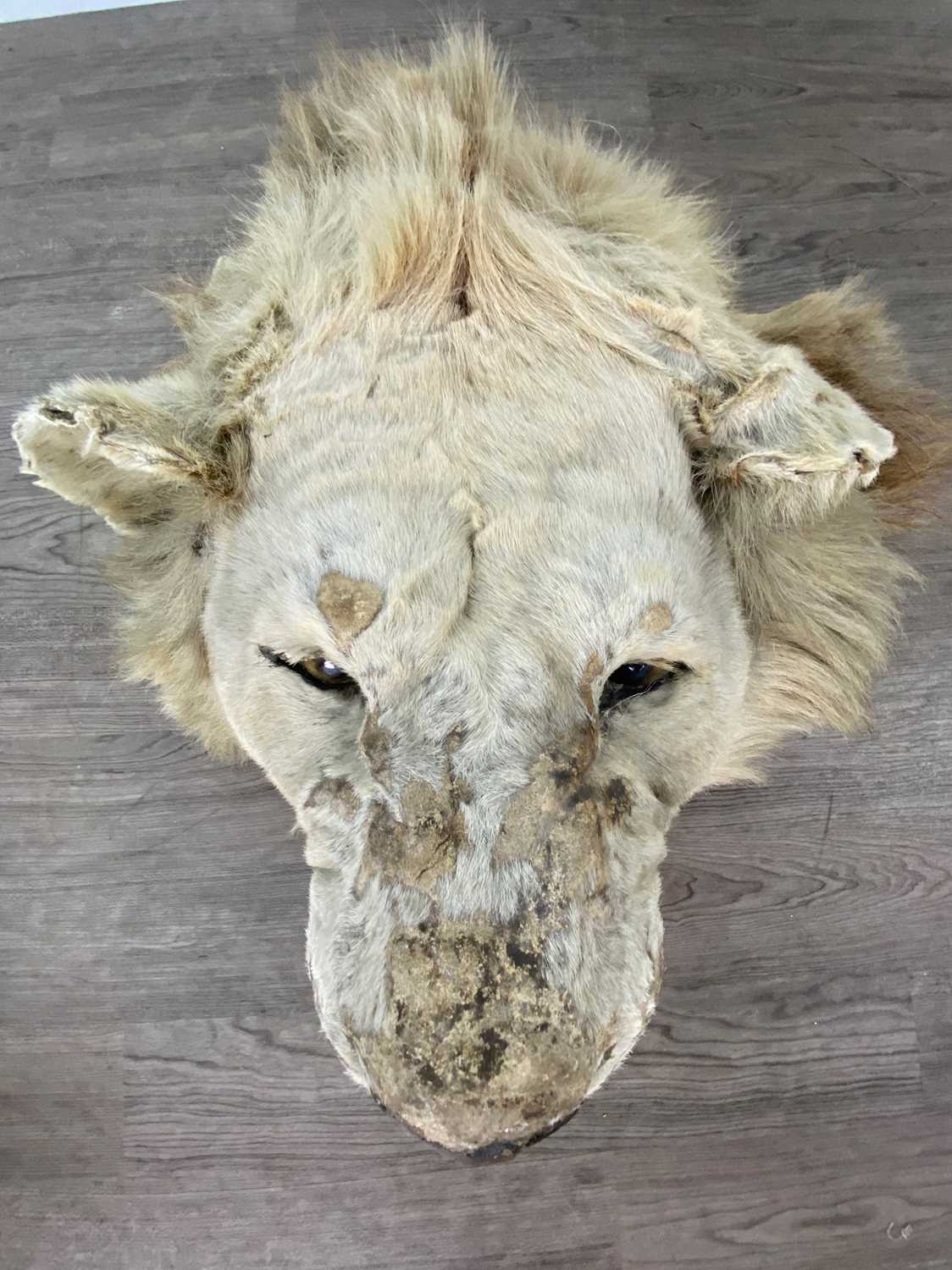 A TAXIDERMY LION HEAD IN THE MANNER OF ROWLAND WARD - Image 3 of 5