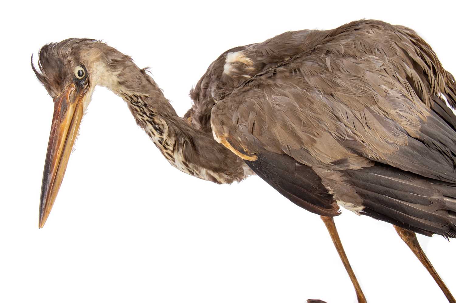 A TAXIDERMY STUDY OF A HERON